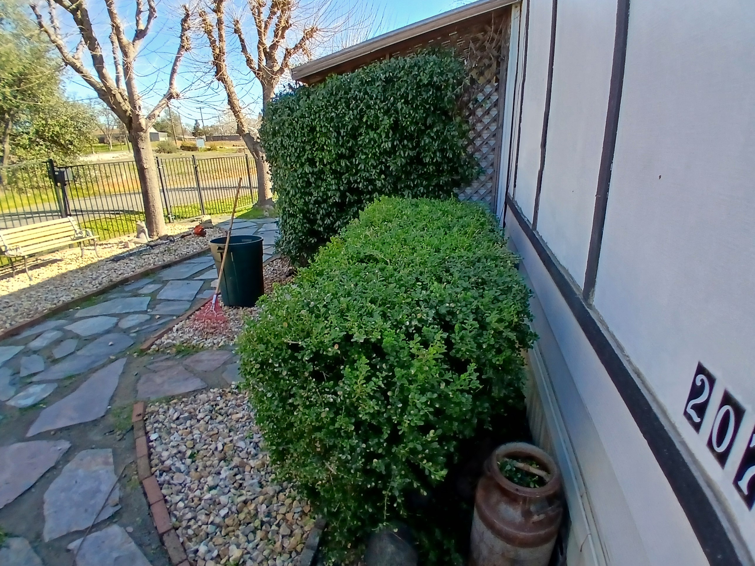 Overgrown hedge before trimming service