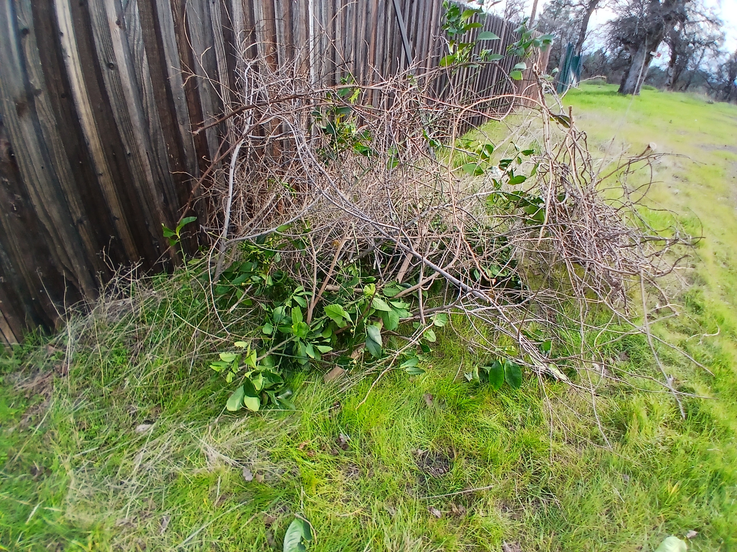 Overgrown brush and branches along fence before cleanup